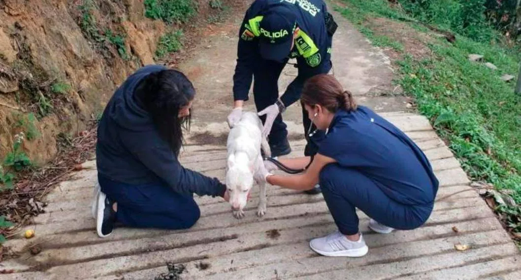 Pitbull que fue rescatada en Barbosa, Antioquia, porque tenía signos de maltrato y varias enfermedades graves