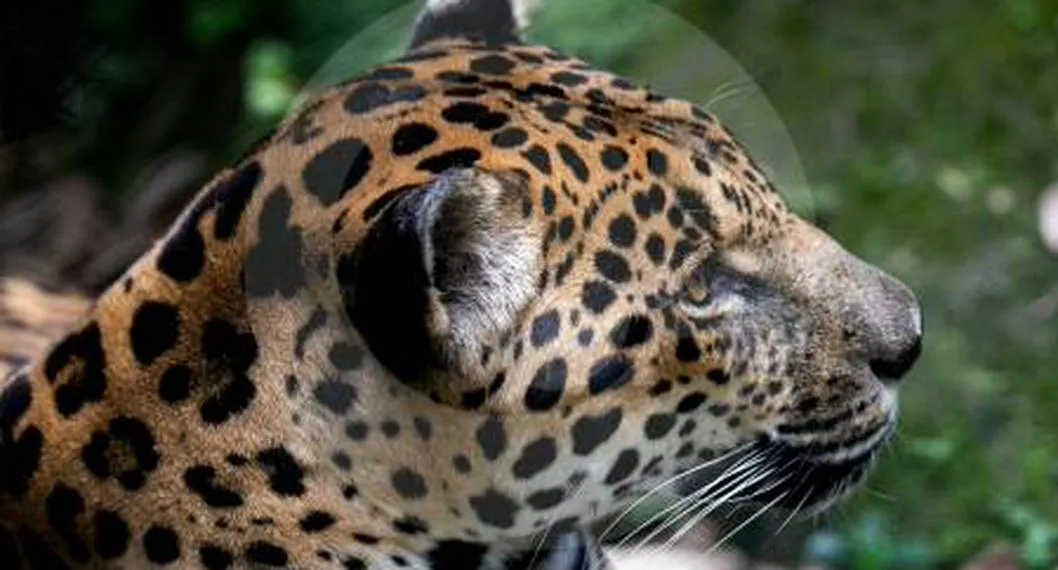 jaguar, a propósito de recompensa de $ 20 millones por responsable de su muerte