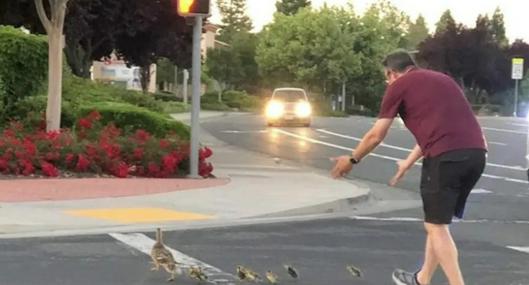 Hombre murió atropellado mientras ayudaba a patos a cruzar autopista en EE.UU.