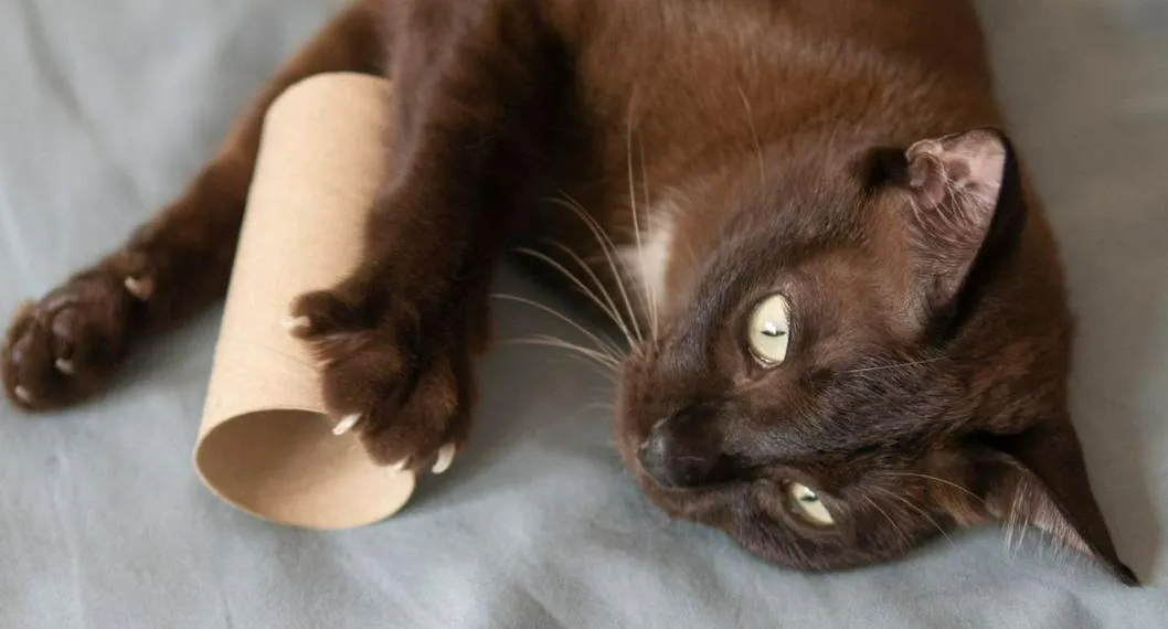 Gatos con rollos de papel online higienico