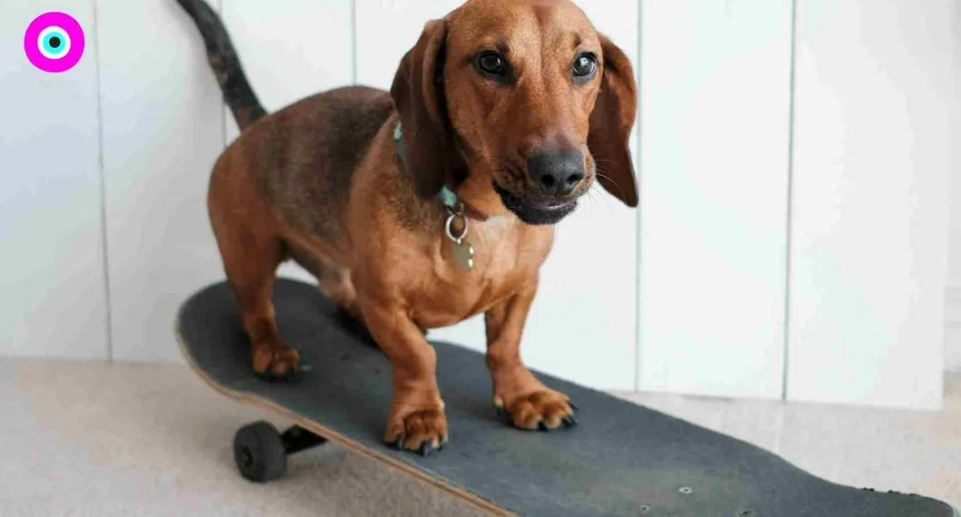 Perro demostró su habilidad montando patineta, bajando por unas escaleras y enloqueció usuarios de redes sociales.