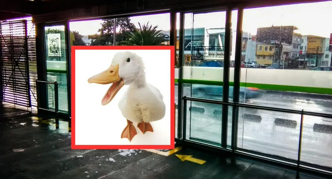 Foto de estación de Transmilenio, a propósito de pato que caminó por estación Ricaurte