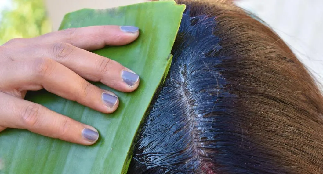 Cómo usar la sábila para el cabello grasoso, reseco y con caspa; expertos dicen cuáles son sus beneficios y cuánto tiempo se debe dejar