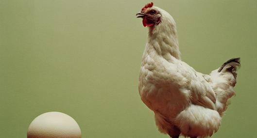 Qué fue primero, el huevo o la gallina: científicos respondieron la pregunta