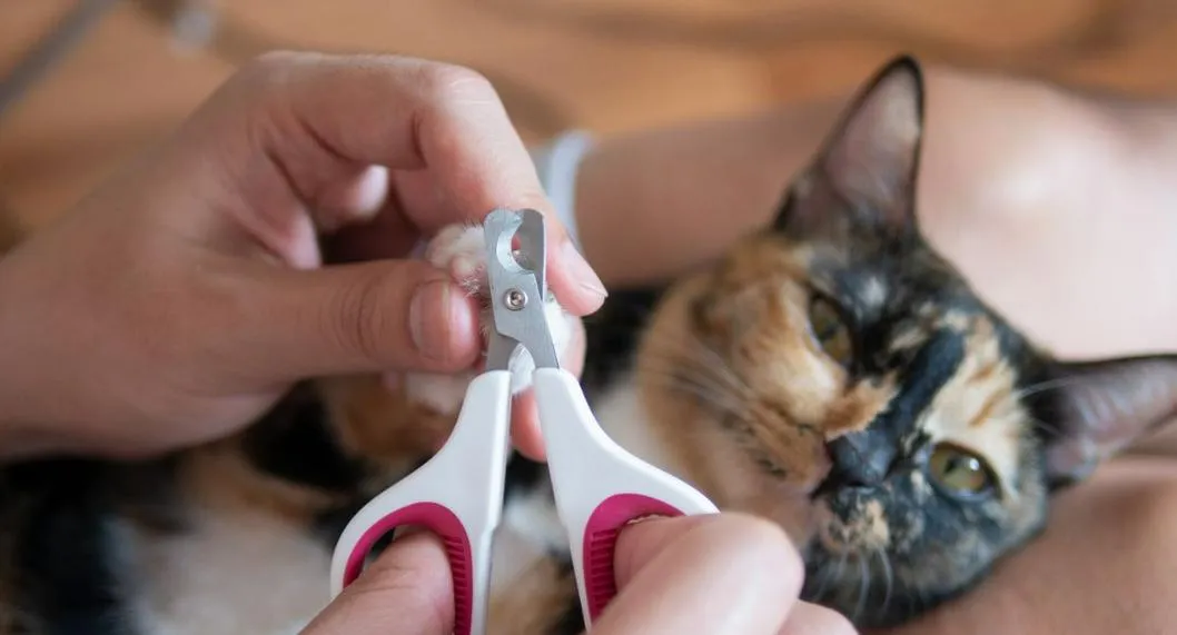 Persona cortandole las uñas a gato a propósito de cómo se deben cortar para que los felinos estén tranquilos.