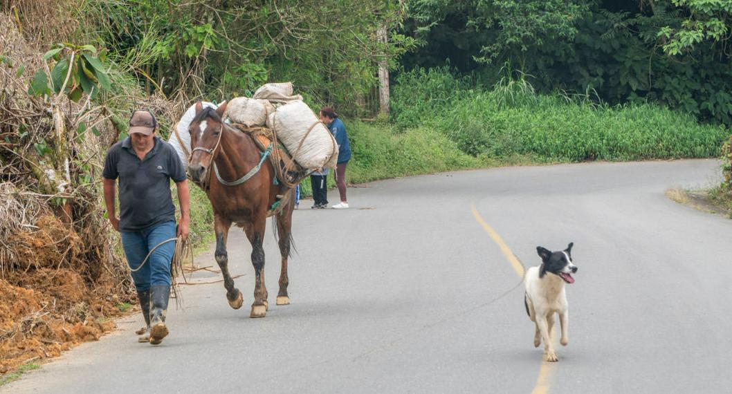 Campesino colombiano con un caballo con bultos de cosechas. Este sector tendría complicaciones para conseguir empleo en Colombia con la reforma laboral