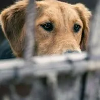 Condenaron a hombre que tenía a 44 perros viviendo en una pocilga en el sur de Bogotá. Los animales estaban en condiciones de desnutrición. 