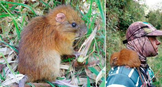 Guardabosques encontró un toro de los chusques, roedor que creían extinto en Colombia 