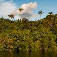 Foto de selva de Guaviare a propósito de nuevo plan para buscar a niños de Guaviare