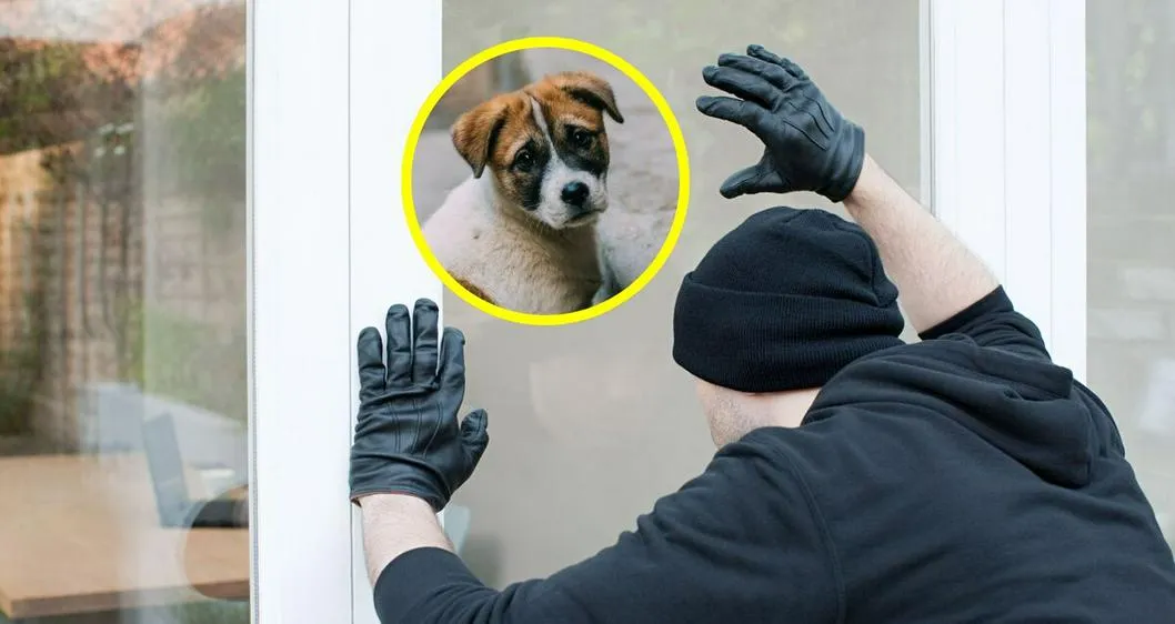 Foto ilustrativa, a propósito de ladrón que usó un perro para robar una veterinaria