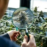 Planta de marihuana, cuyoproyecto de regulación del uso recreativo de cannabis se suspendió luego de varias inasistencias de senadores en el Congreso