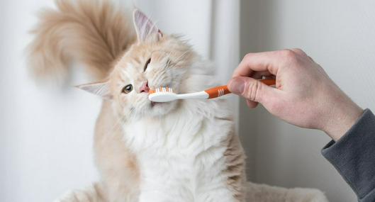 Gato cepillándose los dientes a propósito de si se debe hacer o no.