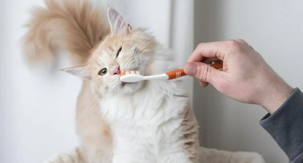 Gato cepillándose los dientes a propósito de si se debe hacer o no.