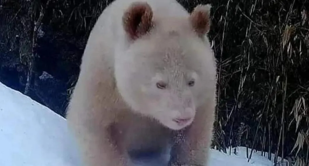 Graban al único panda albino en el mundo jugando en la nieve