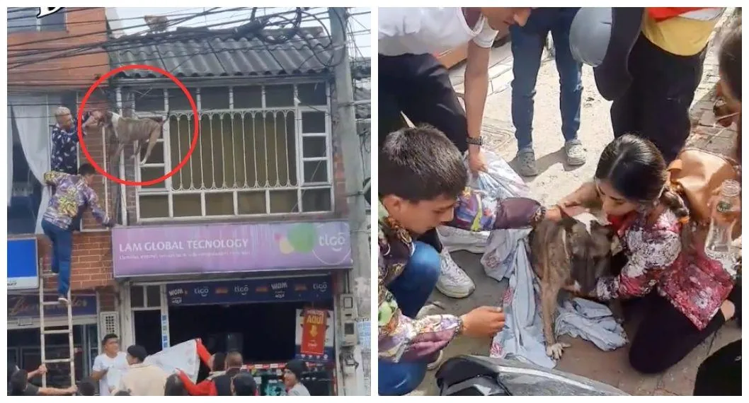 Los angustiantes momentos en los que rescataron a un perro en Bogotá que quedó enredado en los cables por perseguir un gato