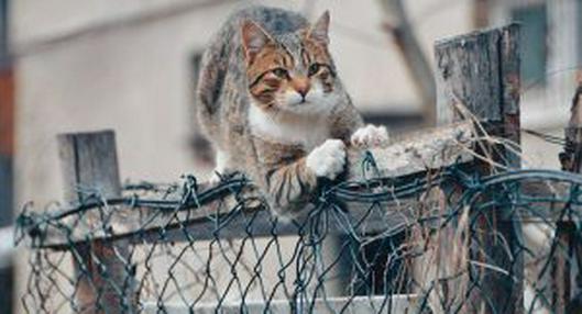 ¿Cómo evitar que un gato escape de casa?