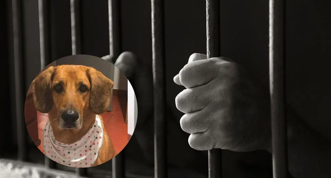 Condenaron a falso veterinario que hizo procedimientos no convencionales a perro