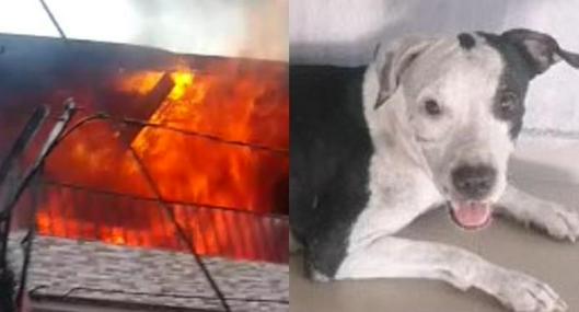 Dacha, perra en Santa Marta que salvó a su familia de un voraz incendio en su casa