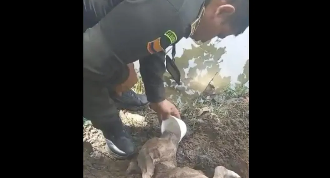 Perro en Neiva fue enterrado vivo y Policía lo rescató; así se recupera