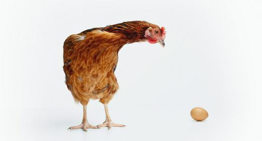 Gallina y un huevo, a propósito del misterio que resolverían unos científicos sobre sus orígenes.