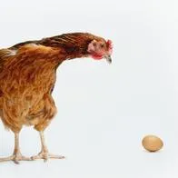 Gallina y un huevo, a propósito del misterio que resolverían unos científicos sobre sus orígenes.