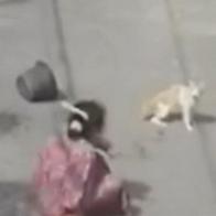 Mujer terminó en el piso: gato la hizo caer por agredirlo.