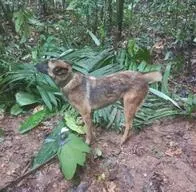 Wilson, el perro rescatista que se perdió buscando los niños del Guaviare