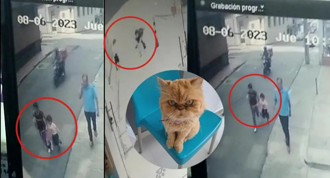 Mujer, acompañada de un menor, se robó una mascota de una veterinaria
