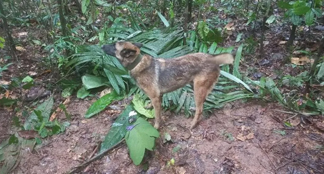 Wilson, el perro de las Fuerzas Militares que ayudó a encontrar a los niños perdidos en el Guaviare. Aún no aparece
