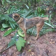 Wilson, el perro de las Fuerzas Militares que ayudó a encontrar a los niños perdidos en el Guaviare. Aún no aparece