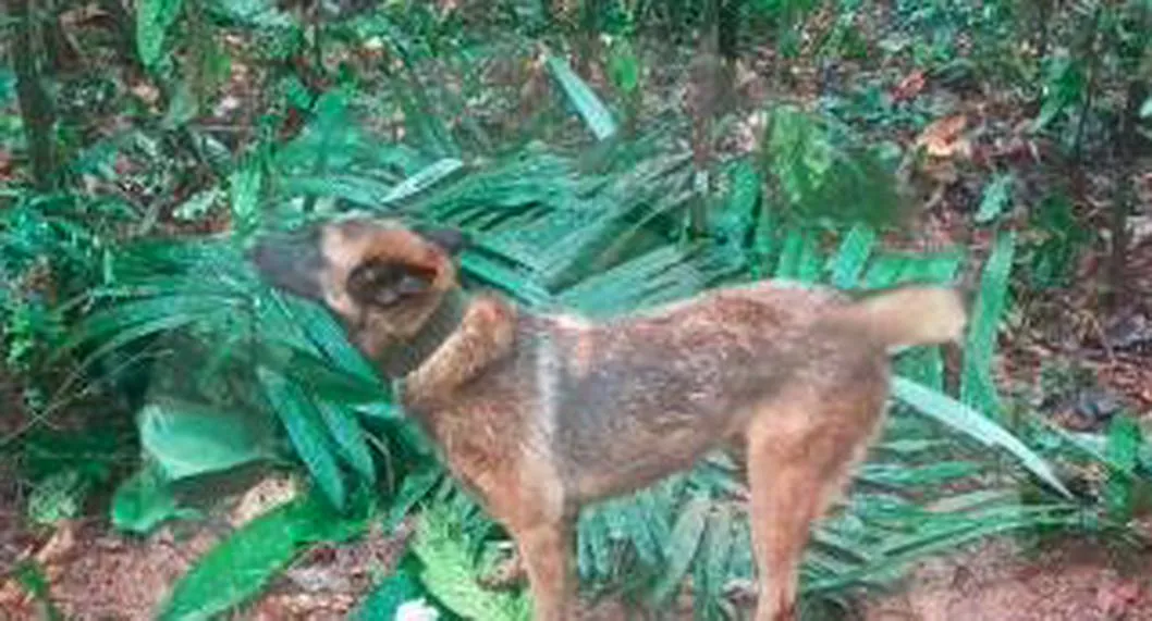Así es Wilson, el perro rescatista que se perdió en la selva buscando a los niños en el Guaviare