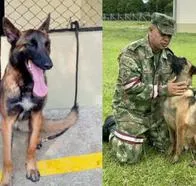 Wilson, perro rescatista, no tenía GPS para buscarlo en la selva | Perro Wilson está perdido, después de rescatar a los niños en la selva | Wilson perdido