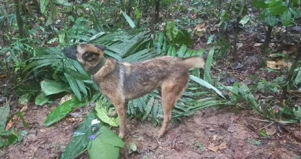 Wilson el perro que encontró a los niños en la selva del Guaviare y casi es rescatado
