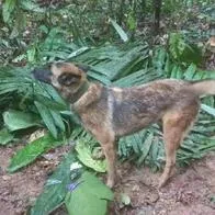 Wilson el perro que encontró a los niños en la selva del Guaviare y casi es rescatado