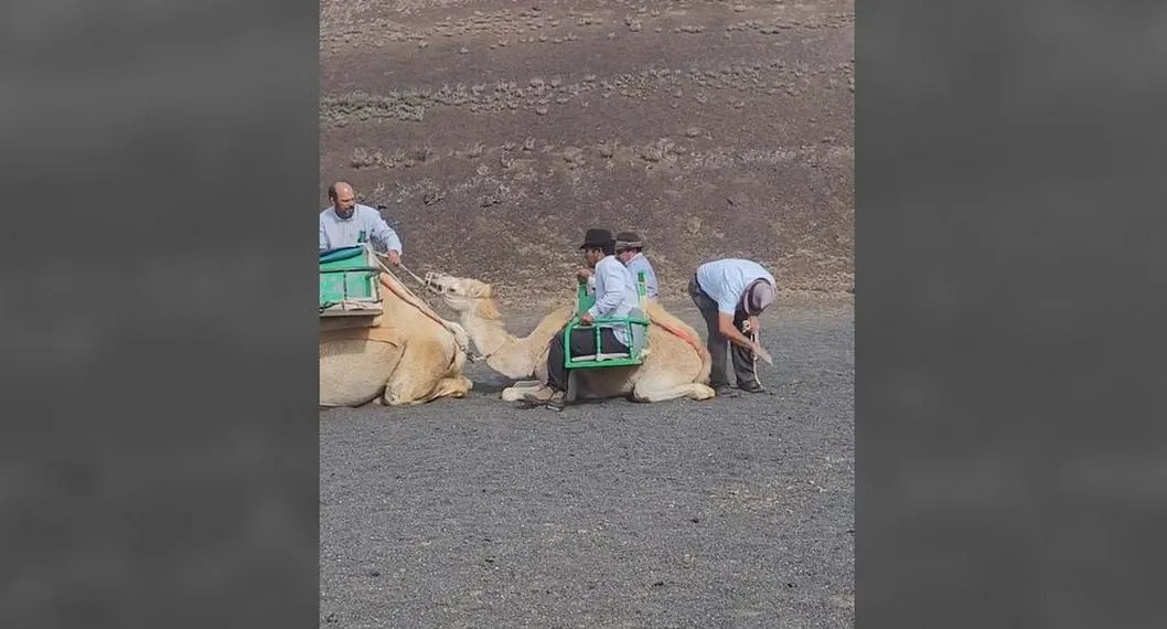 Un video viral en redes sociales causó indignación por el maltrato a una cría de camello en el Parque Nacional Timanfaya, en España.