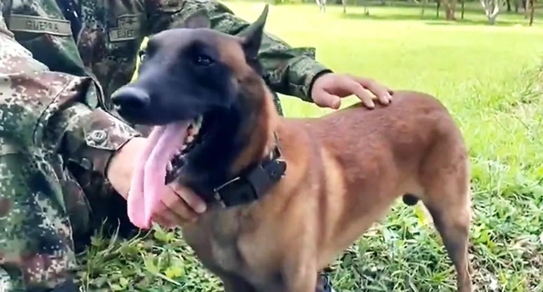 Óliver: perro del Ejército, rescatado en selva del Guaviare; una serpiente lo mordió