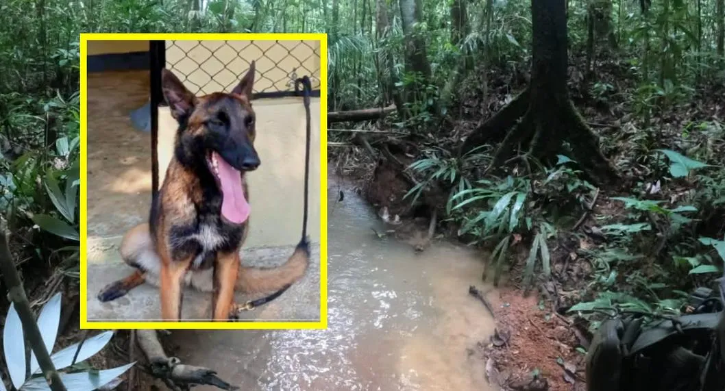 Destapan particular método con el que buscan en la selva a Wilson, el perro rescatista