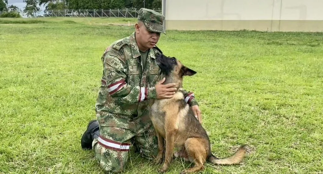 Perro rescatista Wilson, a propósito de que no aparecería por posible bloqueo emocional