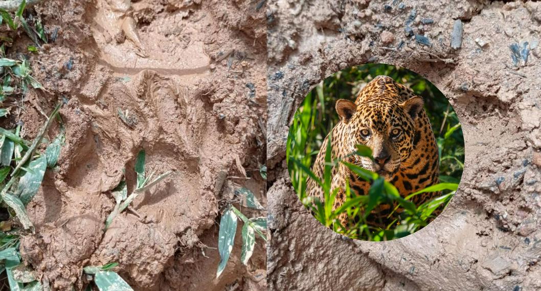 Huellas de felino y Jaguar-  En relación con otro animal que ha sido visto en Antioquia.