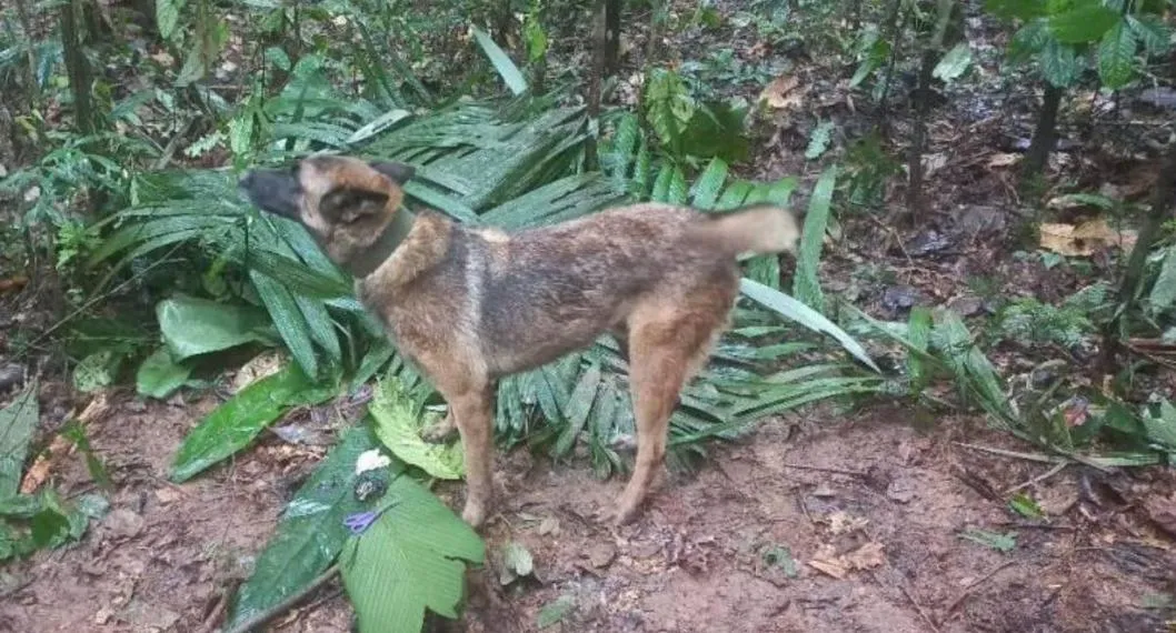 Wilson, el perro del Ejército que buscó a niños en Guaviare no llevaba GPS
