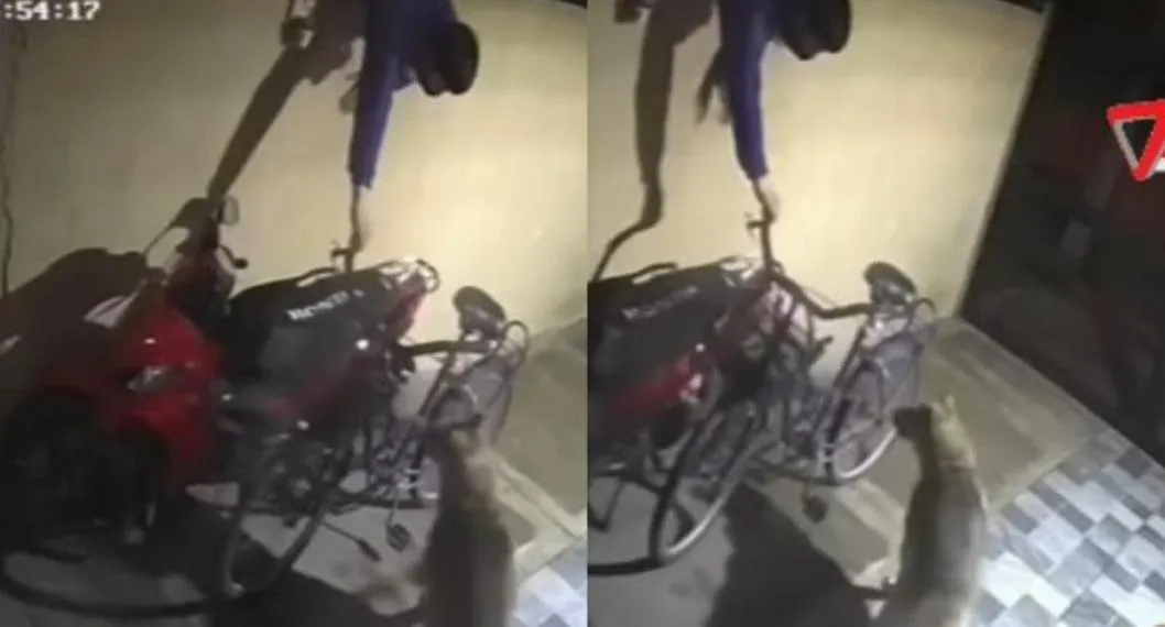 Momento en el que el ladrón intenta robar la bicicleta de una casa, cuando un perro de la vivienda le ladra y lo espanta