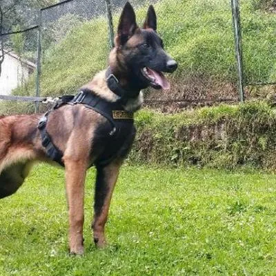 Wilson, el perro que se perdió en la selva del Guaviare buscando a los niños