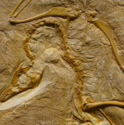 La curiosa debilidad de un reptil que vivió hace 240 millones de años