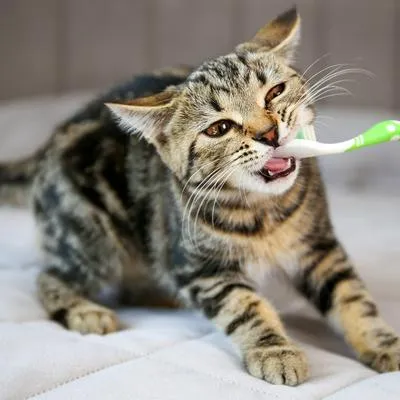 Así es el proceso de cambio de dientes de los gatos en su primer año.