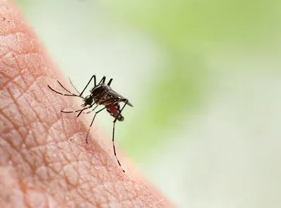 Contagios de dengue de nuevo preocupan en Ibagué. 