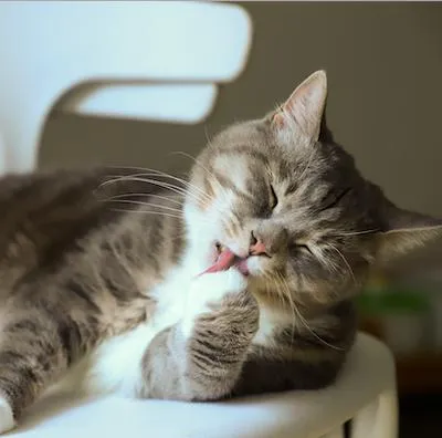 Los gatos prefieren muchas formas de tomar agua y una de esas es de la taza del baño