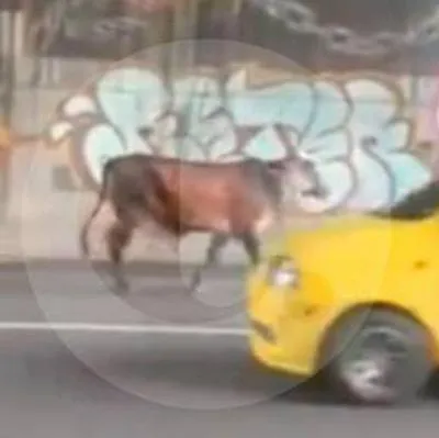 Vaca sin control armó caos en avenida de Medellín y tumbó a motociclista