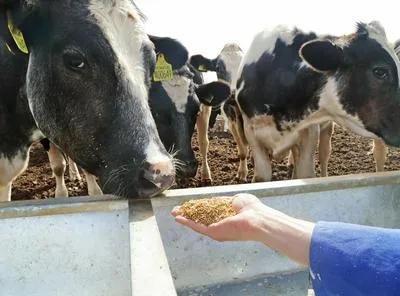 Vacas. En relación con los ganaderos afectado por violencia en Colombia,