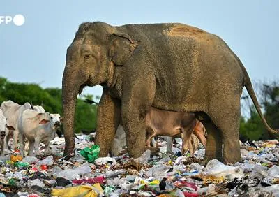 Elefante en basurero comiendo.