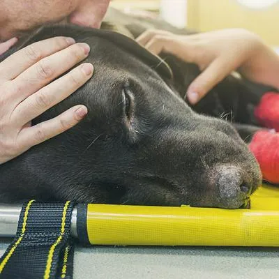 En Cali, este martes, un hombre fue señalado de atacar con arma de fuego a un perro de la calle y lo dejó gravemente herido.